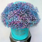 Gypsophila Signature Box