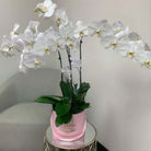 Cascade of Orchids Signature Box II