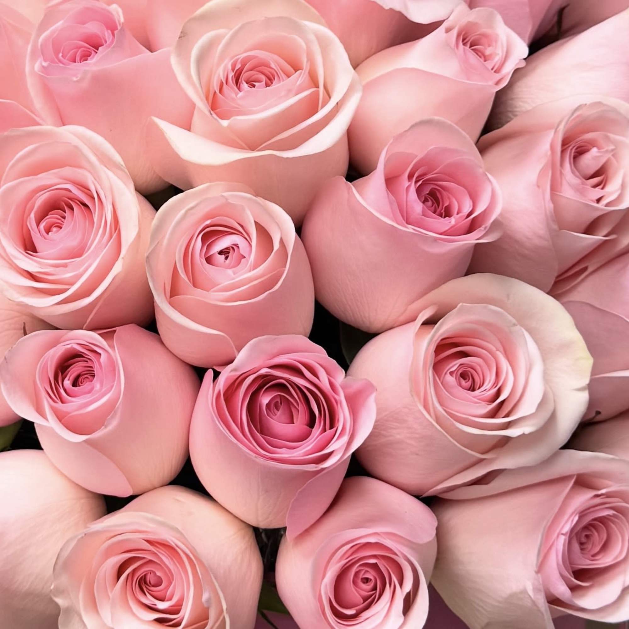 Pink Luxury Velvet Signature Box